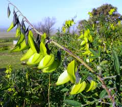 Image result for Crotalaria agatiflora