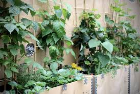 Pflanzen Fur Den Schatten Gemuse Krauter Und Obst Gruneliebe Schattenpflanzen Garten Pflanzen Schattenpflanzen