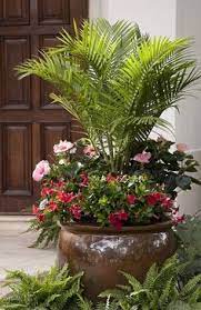 Florida weather can make owning outdoor plants difficult. Image Result For Florida Pool Pots Landscaping Ideas Patio Plants Plants Container Gardening
