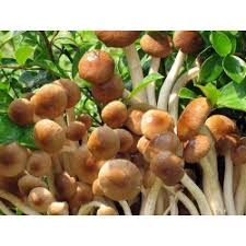 Toplamak toprakta kara deliğe bakmak gibidir deyişi vardır. Shiitake Uzun Omurlu Mantar Testere Disi Mese Mantari Kara Orman Mantari Kara Mantar Altin Mese Mantari Mese Mantari 20 Tohum Lentinula Edodes Tohumlar Garden Seeds Market Ucretsiz Kargo