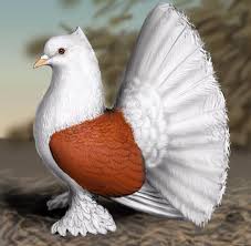 Fancy Pigeons Guzel Kuslar Rengarenk Kuslar Kus
