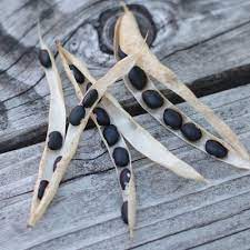 May 22, 2013 · black beans should be grown where the weather is warm for at least 3 months. Why And How To Grow Black Beans Backdoor Survival