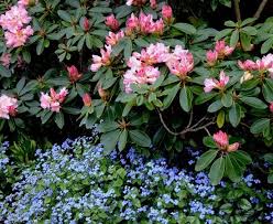 Pin Von Catherine Auf Plant Combinations Einjahrige Blumen Pflanzen Garten