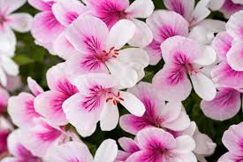 Image result for Pelargonium apetalum