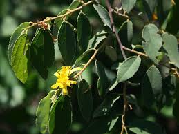 Image result for Grewia monticola