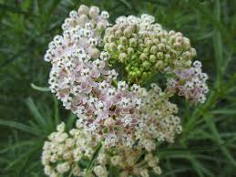 Image result for Asclepias longissima