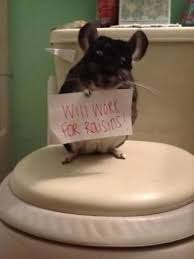 Needs A Union Chinchilla Pet Chinchilla Cute Little Animals