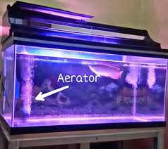 ♥ kursus cetak acrylic model lentur & model plat / kaku untuk membuat aneka macam : Macam Akuarium Ikan Hias Aneka Ikan Hias