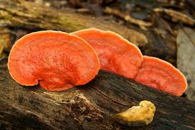 Image result for Pycnospora