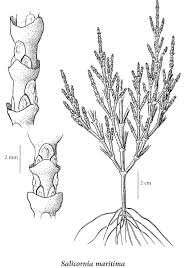 Image result for Salicornia pachystachya