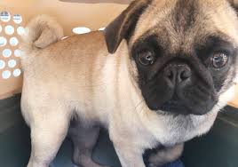 You must loosely follow these steps below to protect yourself and your new friend Vancouver Island Breeder Surrenders Pugs French Bulldogs To Spca Victoria News