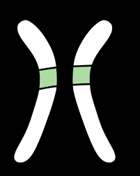 If the allele b is used to denote color blindness, circle the genotype(s) that correctly represent(s) a that his parents aren't his parents because his genes don't support that idea. Https Www Amoebasisters Com Uploads 2 1 9 0 21902384 Video Recap Of Alleles And Genes By Amoeba Sisters Pdf
