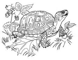 Here is a coloring page of a small turtle being held in the hand of its owner. Turtles Free Printable Coloring Pages For Kids