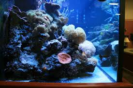 Vibrant And Colorful Platy Fish