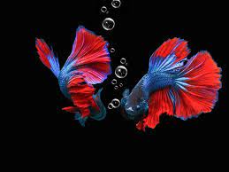 We did not find results for: 12 Arti Mimpi Ikan Cupang Pertanda Baik Dan Buruk Ragam Bola Com
