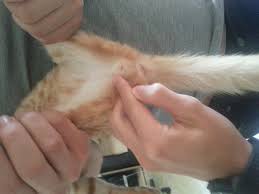 Kedi Tasagi Uludag Sozluk