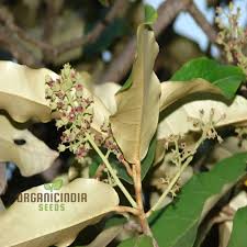 Image result for Heritiera