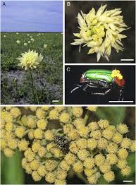 Image result for Nidorella welwitschii