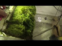 We did not find results for: How To Make A Diy Algae Turf Scrubber For A Reef Tank Ats Aquatic Videos