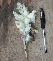 Image result for Harveya