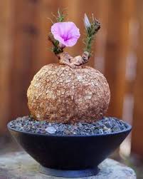 Image result for Ipomoea bolusiana