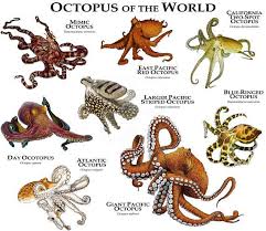 Kunst Illustratie Van Verschillende Soorten Octopus