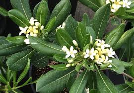 Image result for Pittosporum tobira