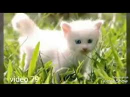 Kedi Sesi Gercek Youtube