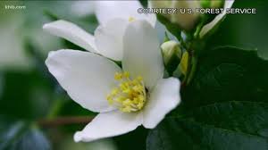 Check spelling or type a new query. You Can Grow It Mountain Wildflowers Are In Bloom Ktvb Com