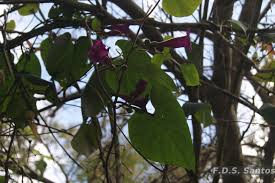 Image result for Ipomoea fanshawei