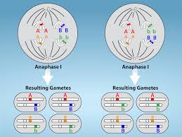 Image result for Meiosperma