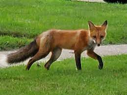 Jul 21, 2021 · sign in to stream full episodes of your favorite fox shows online and watch live tv. A Good Photograph Of A Suburban Red Fox A Question On Illinois Fish Advisories The Number Of Illinois Tree Squirrel Species And A Downstate Black Bear Are Among The Notes From Around