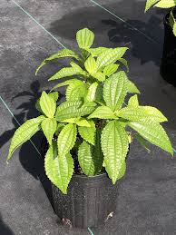 Image result for Pilea angolensis