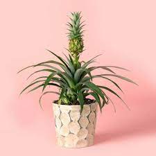 Plant Subscription Box Plants Unique Plants Plants Delivered