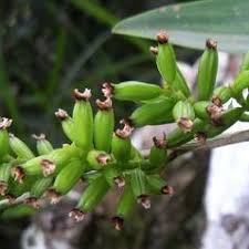 Image result for Polystachya odorata