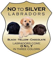 I have been looking for a chocolate lab puppy and finally found one on jona labrador puppies. Mythic Labradors