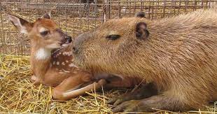 Many believe it is the result of insane experimentation involving felines and, shockingly, wallabies. Capybaras Are The Meanest Animals Ever Here Are 10 Reasons Why