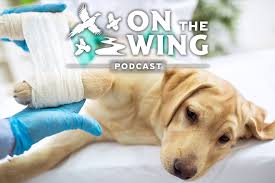 Veterinary clinics & hospitals pet services veterinarians. Podcast Ep 30 The Basics Of Bird Dog Health With Veterinarian Dr Stuart Dalton