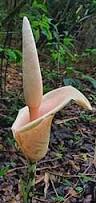 Image result for Amorphophallus abyssinicus