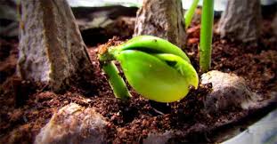 Planting corn in cold soil or chilly weather risks poor stands and poor yield. How To Grow Mangoes And Labels From Seeds Super Fast