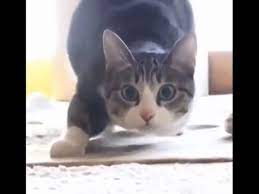 Funny Cats Vine Compilation September 2015 Funny Cats Dancing Cat Funny Cat Compilation