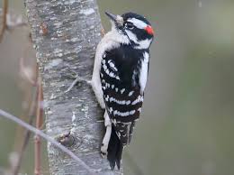 The smallest woodpecker in north america, common and widespread, although it avoids the arid. Appearance Downy Woodpecker Dryobates Pubescens Birds Of The World