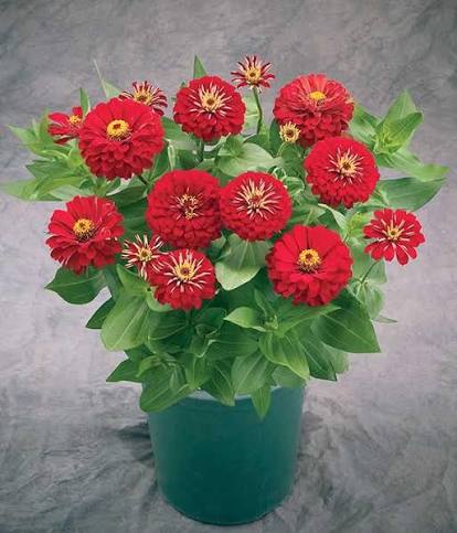 Zinnia Dreamland Sapling