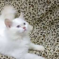 Arabic Persian Cat In Chhaoni Nagpur Justdial