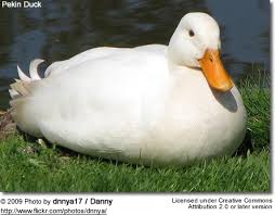 German pekin, a european breed of duck; Pekin Ducks Aka Domestic Ducks White Pekin Ducks Beauty Of Birds