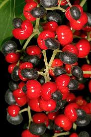 Image result for Apodytes dimidiata