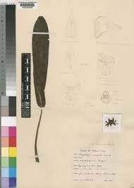 Image result for Polystachya bicarinata