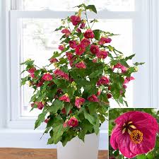 Image result for Abutilon rehmannii