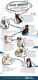 Dog Breeds That Make The Best Service Animals Service Dogs Service Animal Every Dog Breed
