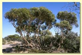 Image result for Eucalyptus sp.